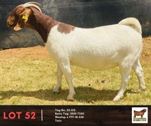 1X BOERGOAT DOE BUSHRA STUD