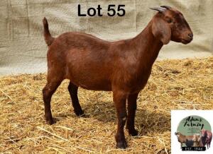 1X KALAHARI RED DOE ADAMS FARMING