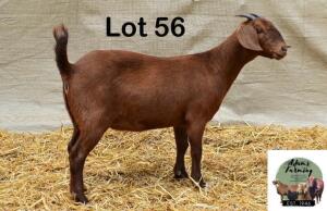 1X KALAHARI RED DOE ADAMS FARMING