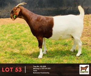 1X BOERGOAT DOE BUSHRA STUD