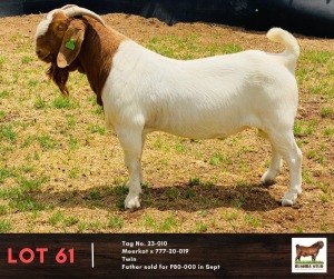 1X BOERGOAT BUCK BUSHRA STUD