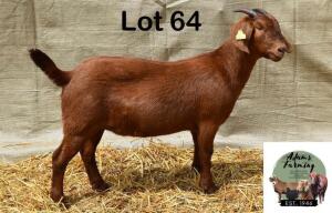 1X KALAHARI RED DOE ADAMS FARMING