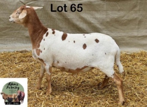 1X MEATMASTER EWE ADAMS FARMING