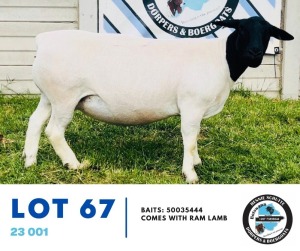 1+1X DORPER EWE & LAMB HENNIE SCHUTTE DORPERS & BOERGOATS