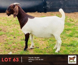 1X BOERGOAT DOE BUSHRA STUD