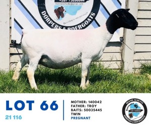 1+2X DORPER EWE HENNIE SCHUTTE DORPERS & BOERGOATS