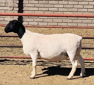 LOT 113 1 X DORPER OOI/EWE KOWIE DE WITT - T3 DRAGTIG