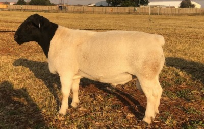 LOT 13 1 X DORPER RAM MICHEAL GAUTIER TRINDADE - T3