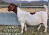 1X BOER GOAT FLOCK DOE TEKOA BOERBOKSTOET