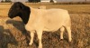 LOT 13 1 X DORPER RAM MICHEAL GAUTIER TRINDADE - T3 - 2