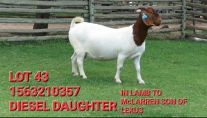 1X BOER GOAT FLOCK DOE SHONGOLOLO BOERBOK STOET