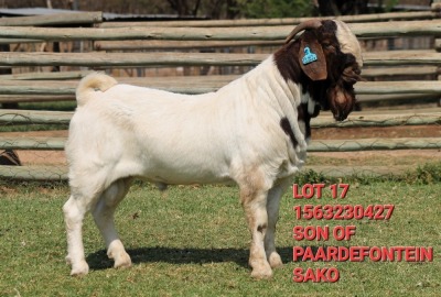 1X BOER GOAT FLOCK BUCK SHONGOLOLO BOERBOK STOET