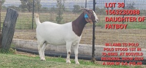 1X BOER GOAT FLOCK DOE SHONGOLOLO BOERBOK STOET