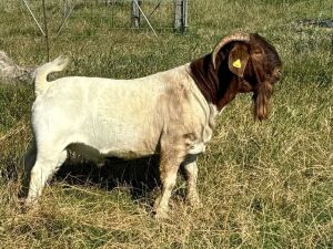 1X BOER GOAT FLOCK BUCK GRYSKLIP BOERBOKSTOET