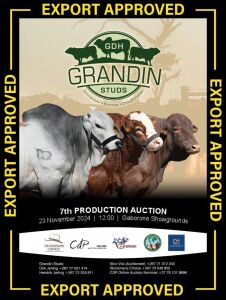 1X SIMMENTAL BULL GDH 21200 GRANDIN STUDS