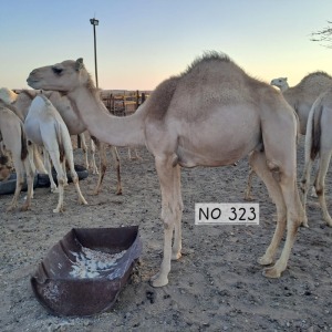 1X CAMEL MALE HANS KNOESEN