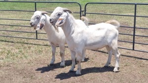 2X SAVANNA GOAT BUCK JXR BOERDERY