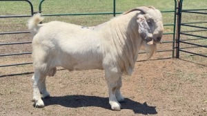 1X SAVANNA GOAT BUCK JXR BOERDERY