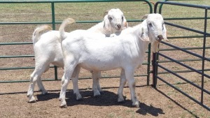 2X SAVANNA GOAT BUCK JXR BOERDERY