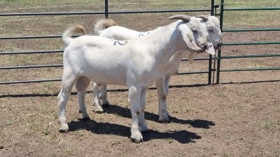 2X SAVANNA GOAT BUCK JXR BOERDERY