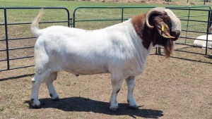 1X BOER GOAT BUCK JXR BOERDERY