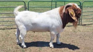 1X BOER GOAT BUCK JXR BOERDERY