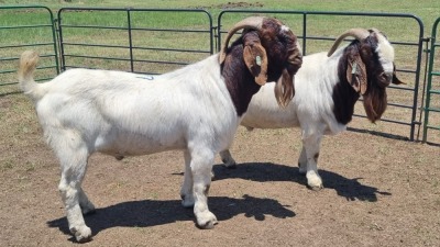 2X BOER GOAT BUCK JXR BOERDERY