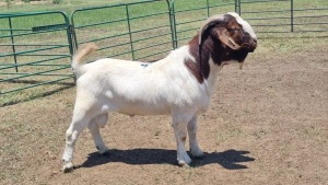 1X BOER GOAT BUCK JXR BOERDERY