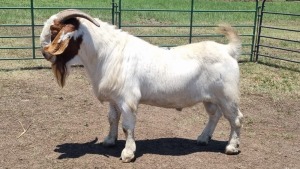 1X BOER GOAT BUCK JXR BOERDERY