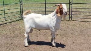 1X BOER GOAT BUCK JXR BOERDERY