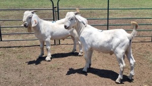 2X SAVANNA GOAT BUCK JXR BOERDERY