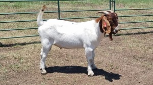 1X BOER GOAT BUCK JXR BOERDERY