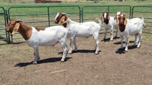 5X BOER GOAT BUCK JXR BOERDERY