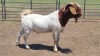 1X BOER GOAT BUCK ERASMUS HOMESTEAD