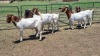 5X BOER GOAT BUCK JXR BOERDERY