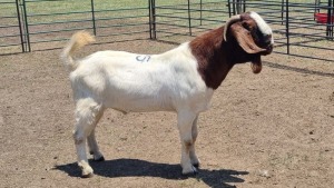 1X BOER GOAT BUCK ERASMUS HOMESTEAD