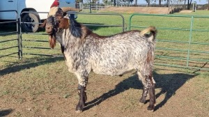 1X CAPE SKILDER GOAT BUCK LIVESTOCK 88 84 (PTY) LTD