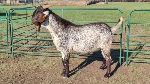 1X CAPE SKILDER GOAT BUCK LIVESTOCK 88 84 (PTY) LTD