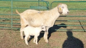 1+1X SAVANNA GOAT DOE LIVESTOCK 88 84 (PTY) LTD