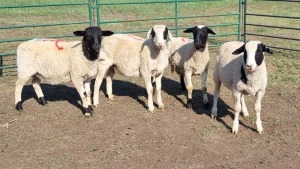 4X DORPER CROSS RAM WILLIE VAN HEERDEN