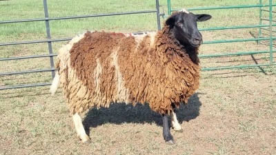 1X DORPER CROSS EWE WILLIE VAN HEERDEN