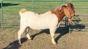 1X BOER GOAT BUCK AMANDA JANSE VAN VUUREN