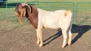 1X BOER GOAT BUCK AMANDA JANSE VAN VUUREN