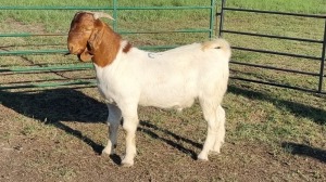 1X BOER GOAT BUCK CORNE DU PLESSIS