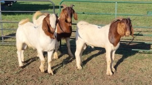 3X BOER GOAT BUCK AMANDA JANSE VAN VUUREN