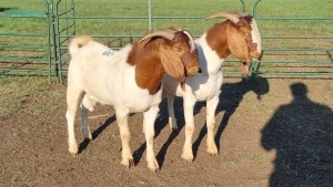 2X BOER GOAT BUCK AMANDA JANSE VAN VUUREN