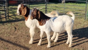 2X BOER GOAT BUCK CORNE DU PLESSIS