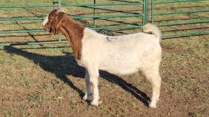 1X BOER GOAT BUCK CORNE DU PLESSIS