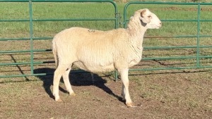 1X MEATMASTER RAM LIVESTOCK 88 84 (PTY) LTD