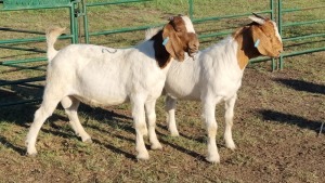 2X BOER GOAT BUCK CORNE DU PLESSIS